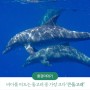 [인포그린픽] 바다를 떠도는 돌고래 중 가장 크다 '큰돌고래'
