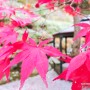 경기도 광주 퇴촌카페 서울디아트(SEOUL D ART) 가을 단풍 예쁜 카페에서 부부 주말데이트