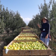 Сорта наших яблок (Almabarma apple varieties)