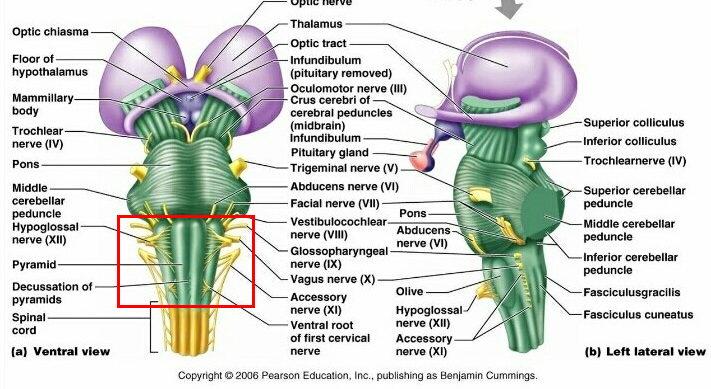 숨뇌(Medulla)는 무슨 뜻이고 어떤 기능을 할까? : 네이버 블로그