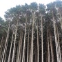 안돌오름 편백나무가 아름다운 비밀의 숲에서 힐링하기