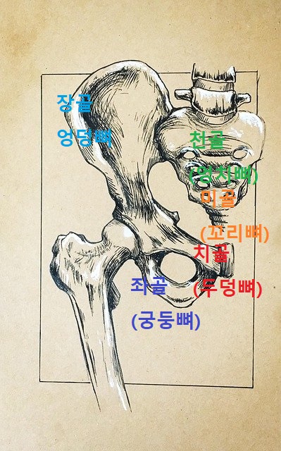 골반 (관골 좌골 장골 천골 미골 치골 vs 엉치뼈 궁둥뼈 엉덩뼈 엉치뼈 꼬리뼈 두덩뼈)&고관절 천장관절 : 네이버 블로그