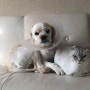 개와 고양이 사이 :: 애증의 관계
