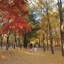 서울숲 단풍 지금이 최고 주말 나들이 추천