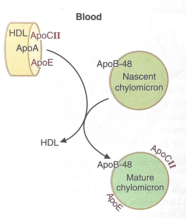 Biochemistry 생화학 - 지질의 대사 lipid metabolism (3) 혈중 지질의 운반과 킬로미크론 fate of ...
