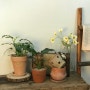 부산 집들이화분 경성대꽃집에서 다양한 반려식물을 만나실수 있어요