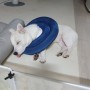 5개월 강아지 중성화 수술 후기 : 중성화 주의사항