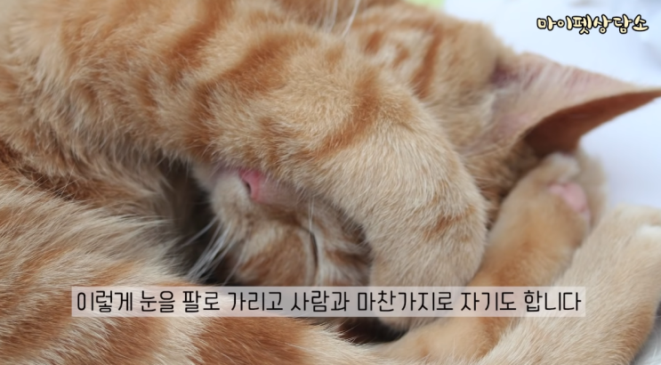 고양이 다양한 잠자는 자세 의미와 상태 : 네이버 블로그