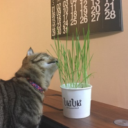 캣그라스(고양이 풀)로 고양이를 유혹해보자 ! : 장점 재배법 급여량