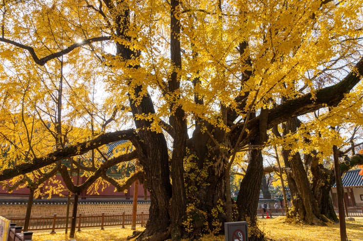 서울문묘와 성균관, 은행나무 단풍구경