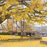 인천 대공원 은행나무