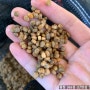 [365삼 농장] 무농약 인증받은 산양삼 씨 개갑 완료. 개갑 산양삼 씨앗