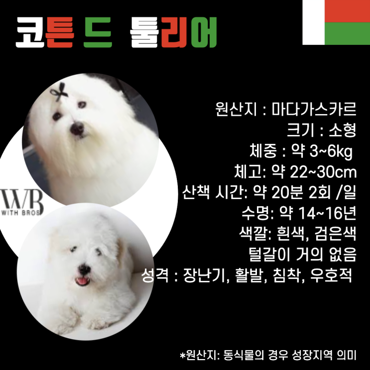 OGUO 소형견 종류... 꼬똥 꼬통 꼬동 드 툴리어 특징 기본정보 포토 성격 성견 크기 수명 오구오 : 네이버 블로그