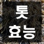 톳효능 반드시 알고 먹어야하는 이유