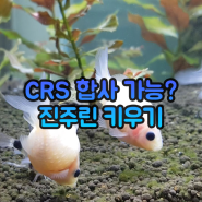 CRS 새우랑 합사 가능한 물고기? 매력만점 진주린 키우기