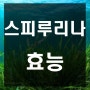 스피루니나 확실하게 알고 드세요