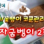 굼벵이/꽃뱅이 코쿤(번데기방) 관리 방법 종자굼뱅이 2편 성유 전북 굼벵이농장