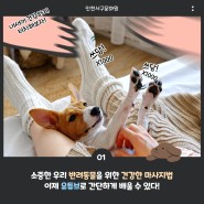 인천 서구문화원 유튜브 '반려동물마사지' 강의 출강!