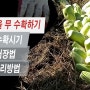 2020 가을 무 수확시기, 무 저장하기, 김장 무 관리 방법