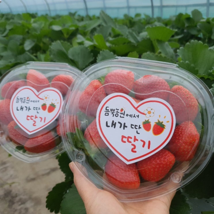 통영 듬뿍농원 딸기체험 가격은~
