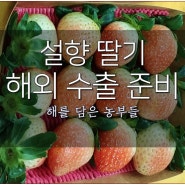 설향 딸기 해외 수출, 해를 담은 농부들