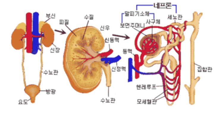 배뇨1_신장, 요관, 방광, 요도 : 네이버 블로그