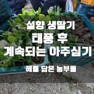 설향 딸기, 태풍 후 계속되는 아주심기.