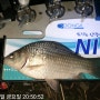 광주 영산강(월산보) 붕어낚시(201127금) 28cm