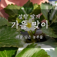 설향 생딸기, 가을을 맞이하는 해를 담은 농부들