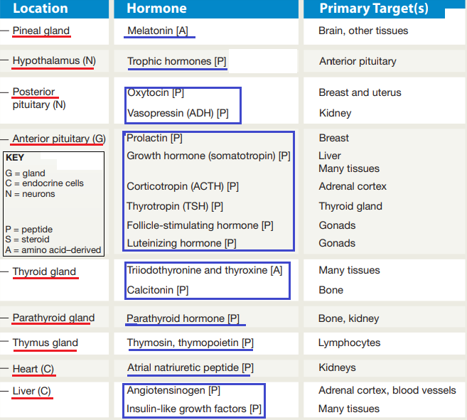 7. Introduction to the Endocrine System : 네이버 블로그