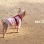 초코 핑크 고양이 티셔츠 [요크셔테리어]