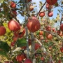 사과택배 하는날