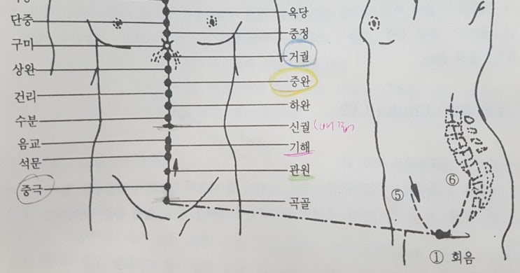 배뇨 곤란, 전신 쇠약에 좋은 회음혈, 곡골혈, 중극혈, 관원혈 : 네이버 블로그