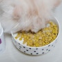 고양이유산균으로 소중한 내 고양이건강, 고양이 면역력 강화시켜주세요!