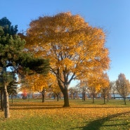 [토론토 공원] 토론토 다운타운의 가을모습 Marilyn Bell Park / Rose Garden