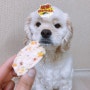 [수제간식] 강아지 자연식 "테린" 만들기!!
