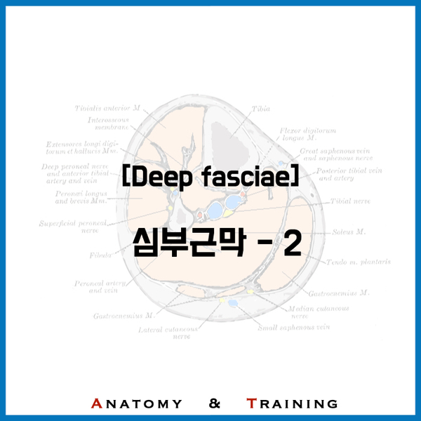 [심부근막 - 2] : 네이버 블로그