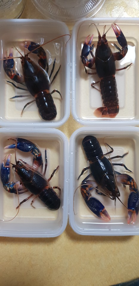 가재 업계는 왜 유통업자가 정한 이름을 맘대로 바꾸려고 할까?(참 버릇없는 사람들이다..) : 네이버 블로그