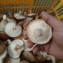 표고버섯효능-표고버섯 영양성분: 표고버섯 밑둥 버리지마세요