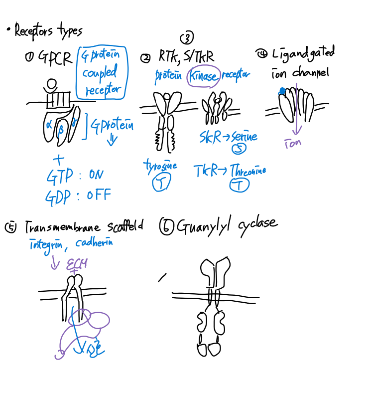 [세포생물학2] 24. receptor types - GPCR, RTK : 네이버 블로그