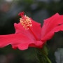 언제 봐도 멋진 하와이무궁화 (학명 : Hibiscus rosa-sinensis)