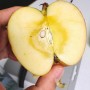 꿀이 콕콕 박혀 맛있는 애플카인드농장 꿀사과