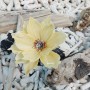 페이퍼플라워 주름지염색 꽃만들기 힐링취미 집콕취미