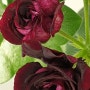 386. royal black rose