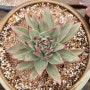 마리아백금(Echeveria agavoides Maria white variegated)