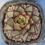 원종에보니 슈퍼클론 (Echeveria Agavoides Ebony Superclone)