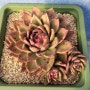 원종베션(Echeveria Agavoides 'Vashon')