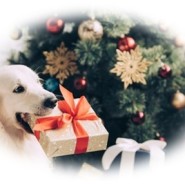 강아지가 좋아하는 크리스마스 선물 장난감일까 간식일까?