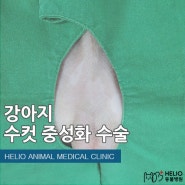 강아지 수컷 중성화