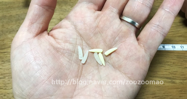 [구더기웜] 빙어낚시할 때 쓰기 좋은 썬베이트 미니 구더기 미끼 : 네이버 블로그